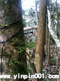 DPA <wbr>4060微型话筒的应用